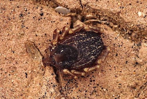 Hyalomma lusitanicum